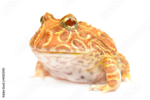 Pac Man Frog on white background.