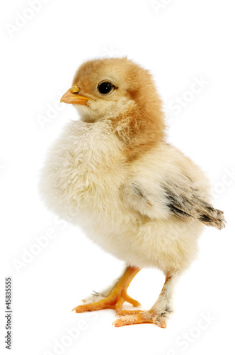 chicken isolated on white background