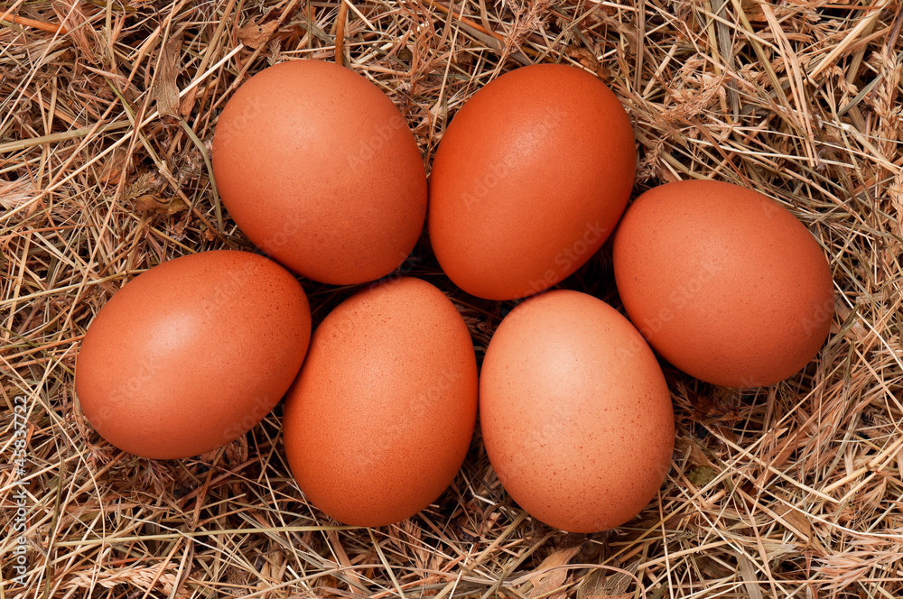 Eggs in nest