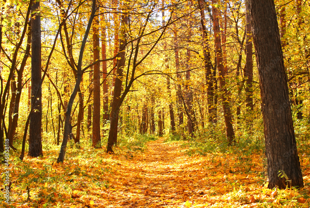 Autumn forest