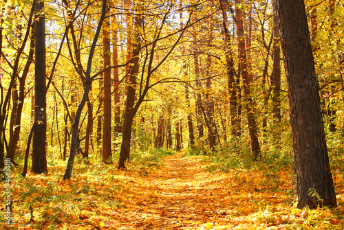 Autumn forest © frenta