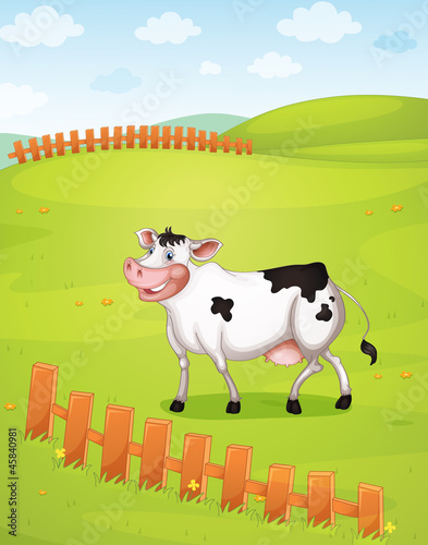 A cow