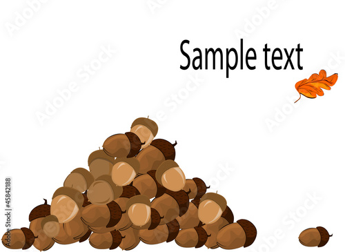 Acorns. Vector.