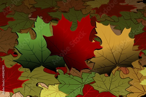 Autumn - maple leaves photo