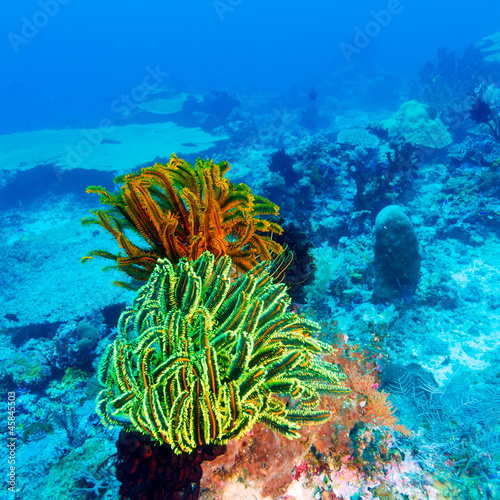 Colorful Sea Lilies on Coral Tropical Reef