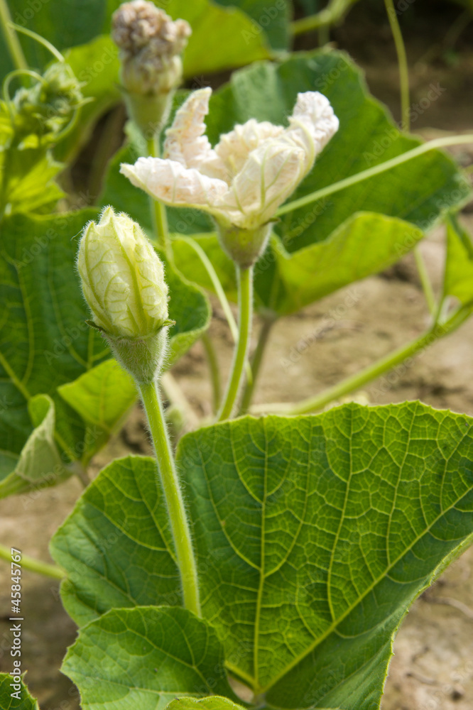 Kürbisblüte Kürbisblüte