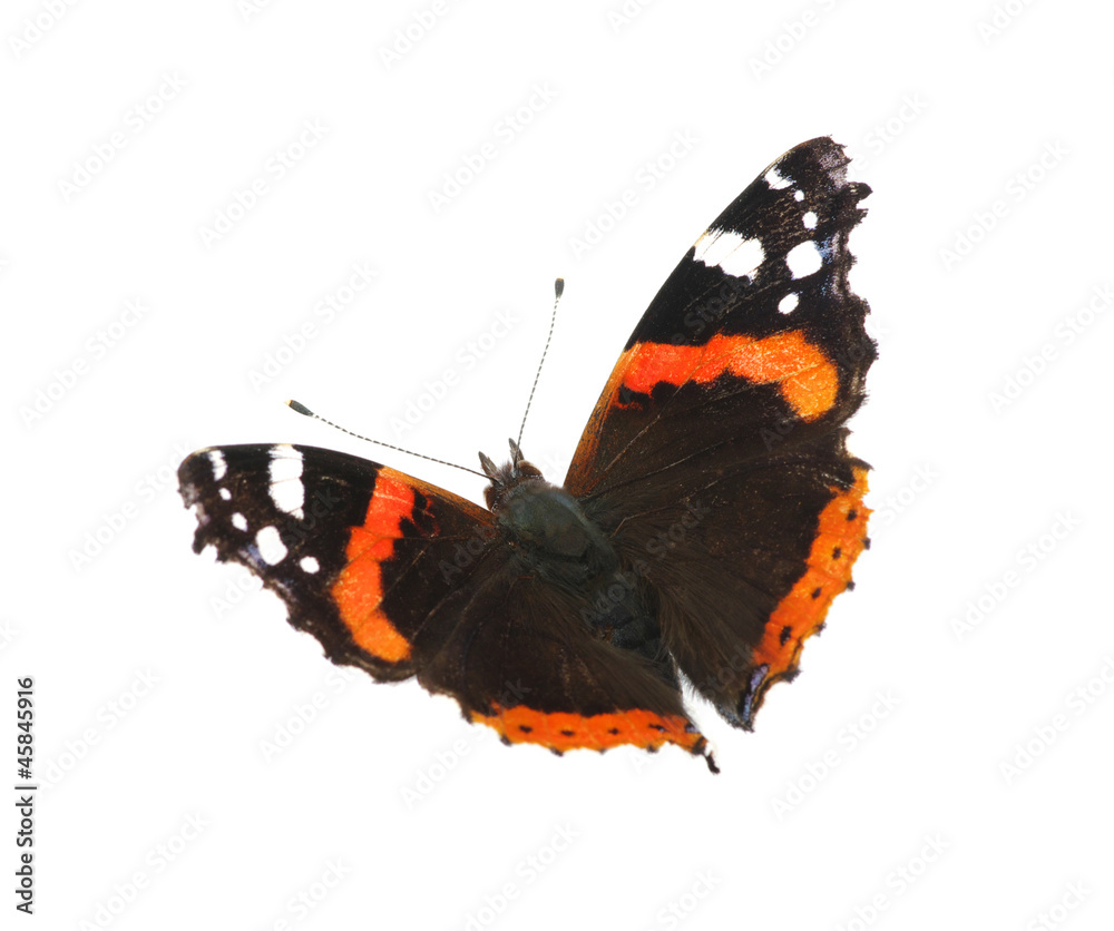 Fototapeta premium motyl na białym tle