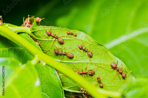 red ants on green leaf