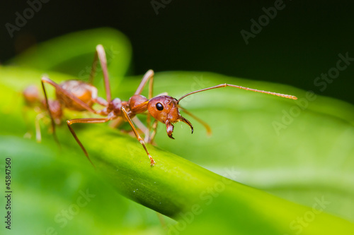 red ants on green leaf
