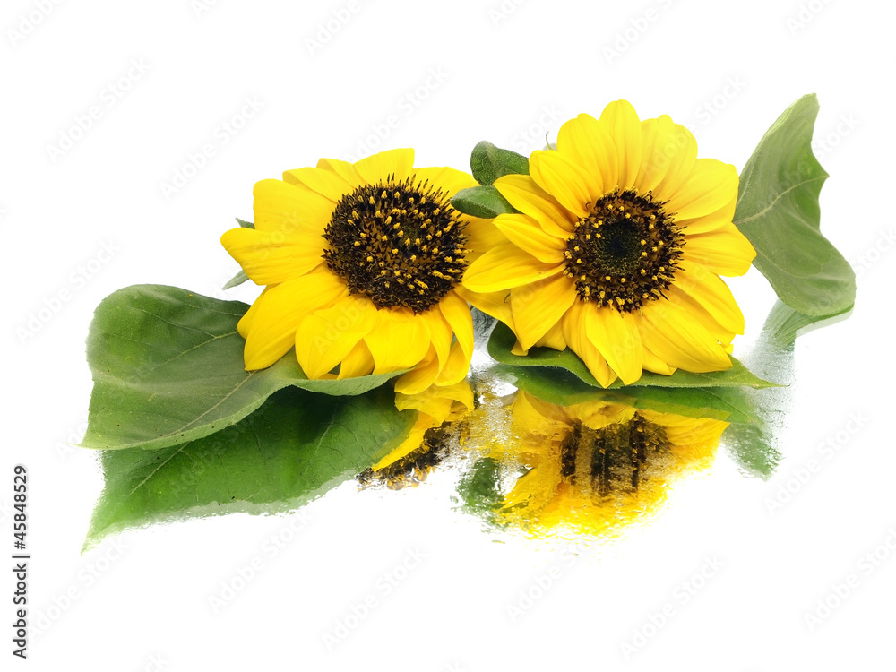 Obraz premium beautiful sunflower