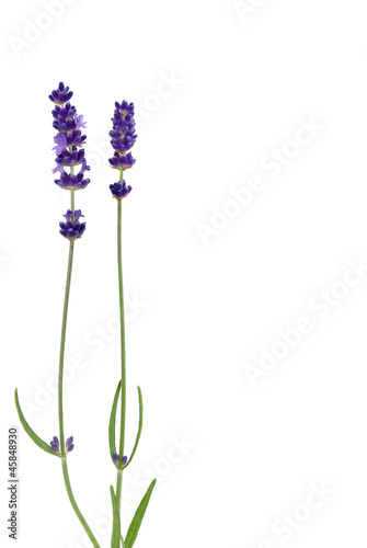 Lavendel