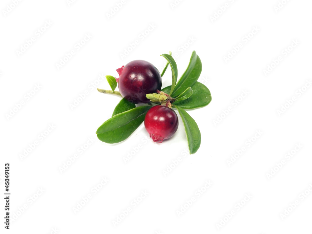 cranberries cranberries