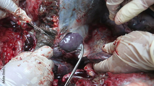 Animal Autopsy. Cause of Death: Contamination photo