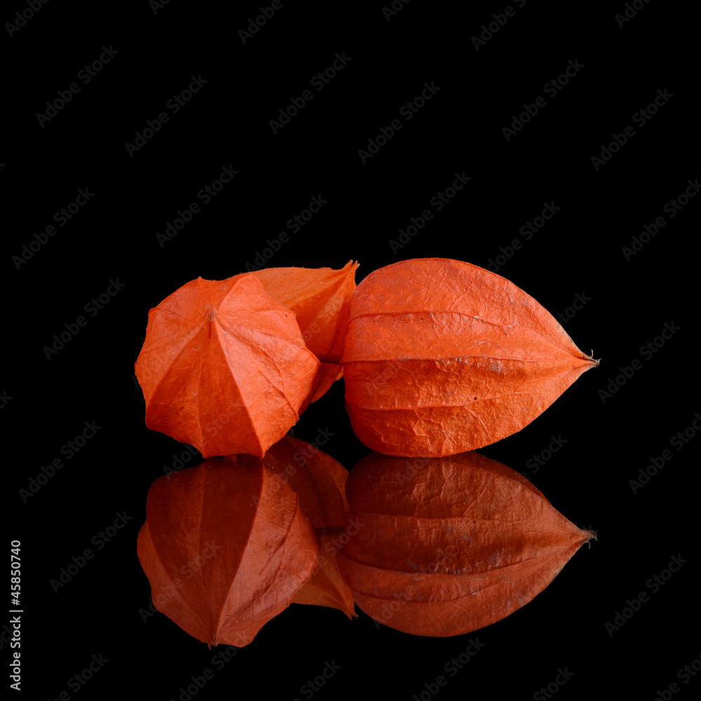  Orange Physalis  on a black background