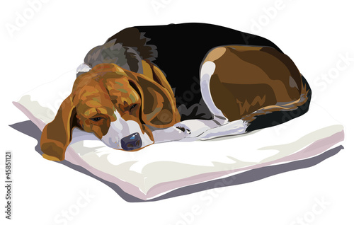 Beagle
