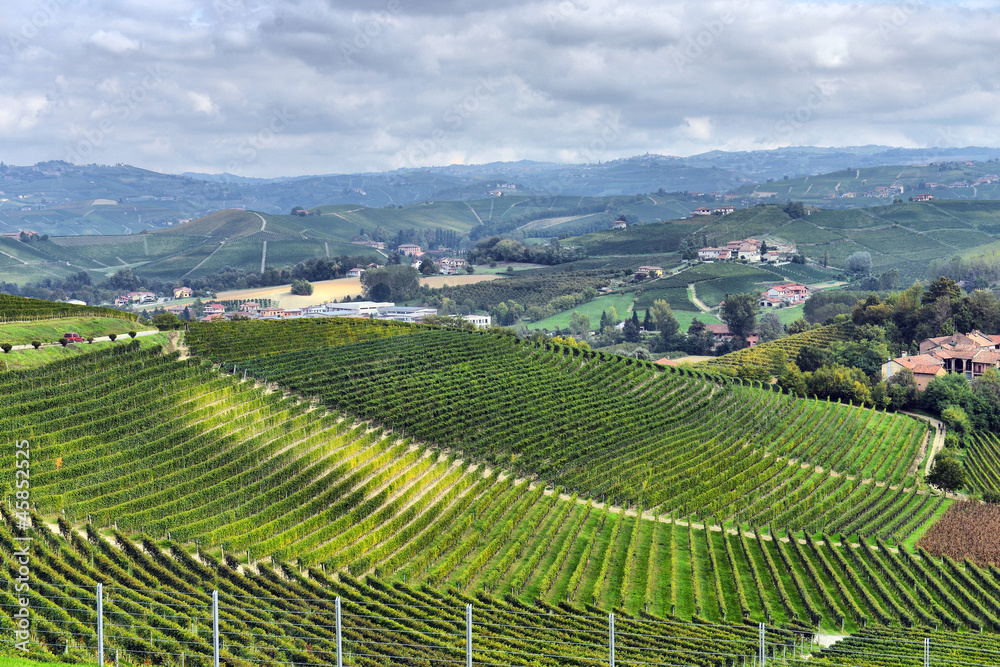 vineyards in Italy