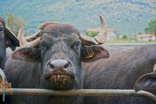 bufala nel recinto photo
