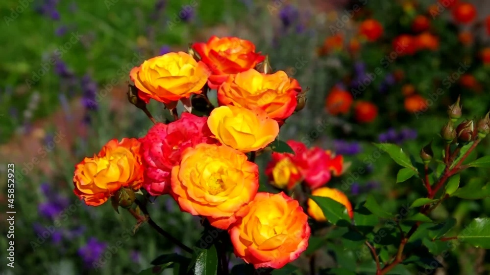 Rose Rumba vid 01 Rose Rumba vid 01