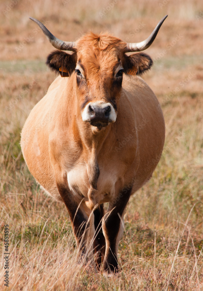 Vache Aubrac Vache Aubrac