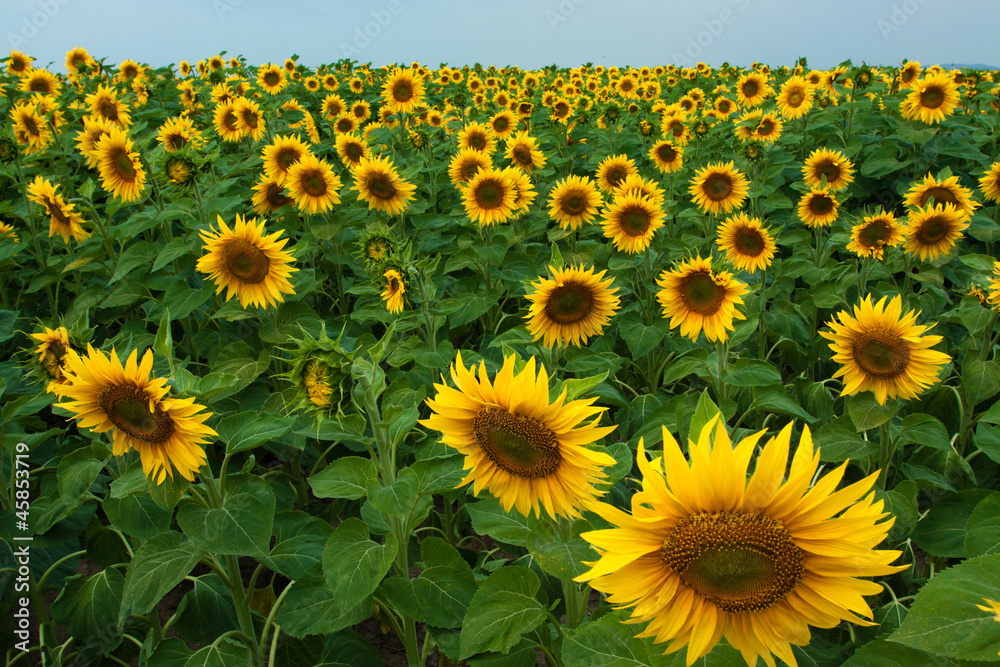 Fototapeta premium Sunflower field