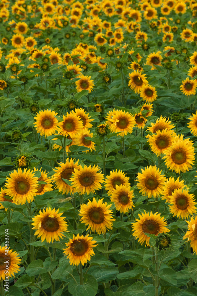 Sunflower field Sunflower field