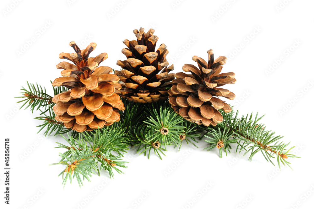 Fir branches with cones isolated on white background Fir branches with cones isolated on white background