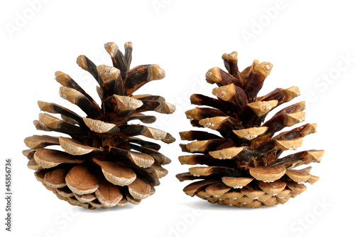 Pine cones isolated on white background