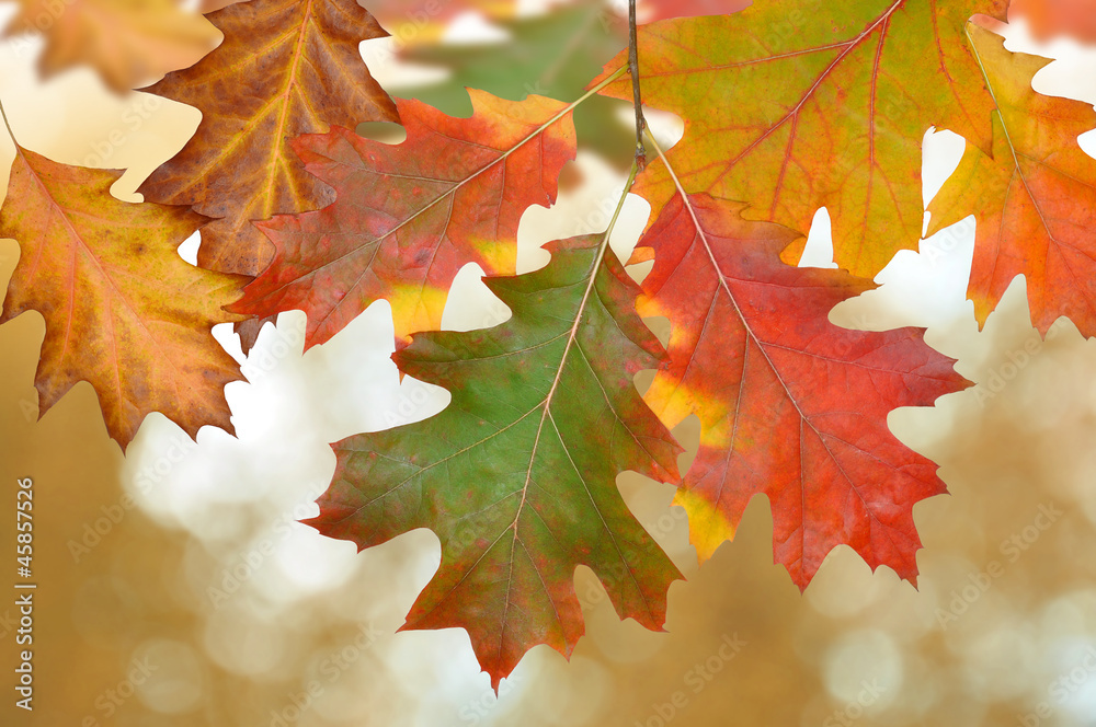 Autumn oak leaves Autumn oak leaves