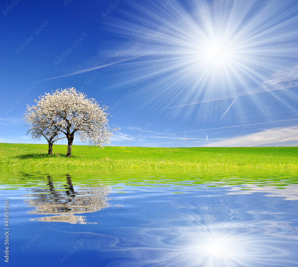 Fototapeta premium Blooming cherry tree in spring landscape