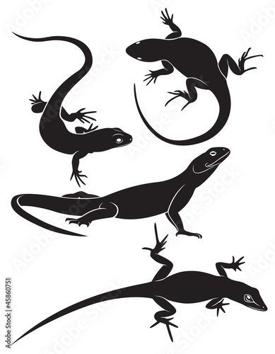 Canvas Print lizard