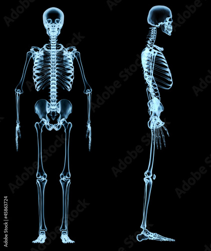 Tableau sur toile human skeleton under the x-rays