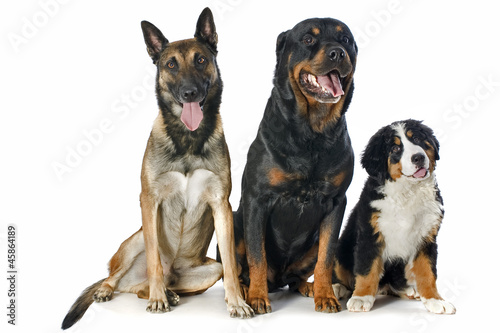 puppy bernese moutain dog, malinois and rottweiler