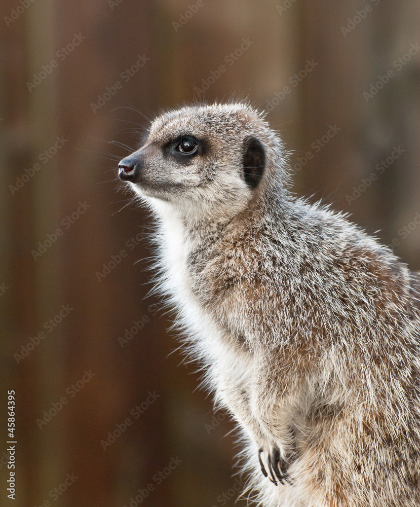 Fototapeta premium Meerkat