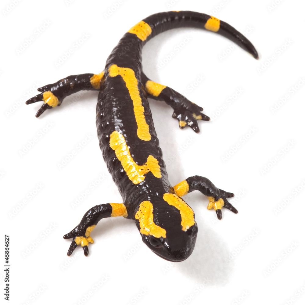 poisonous animal fire salamander Stock Photo | Adobe Stock