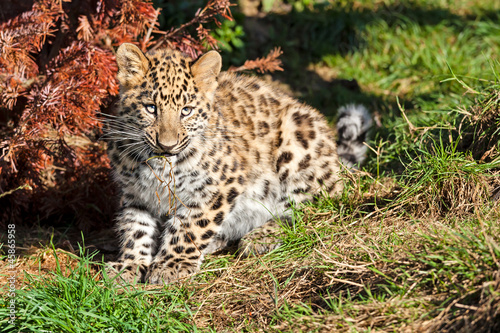 Cute Baby Amur Leopard Cub Chewing Grass
