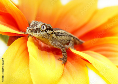 Gargoyle gecko on flower