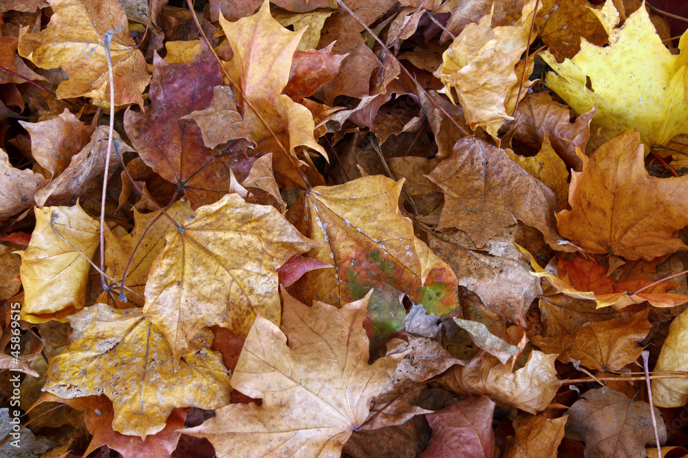 Closeup of dried maple leaves