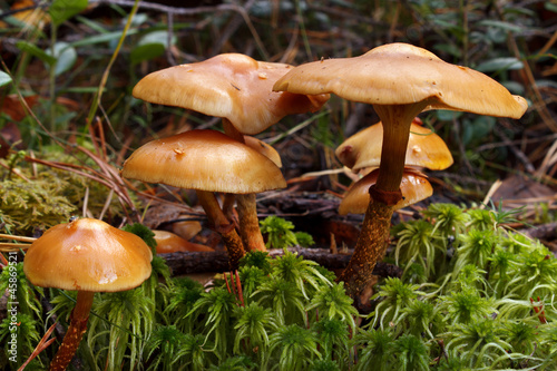 Poisonous webcap mushrooms , cortinarius photo