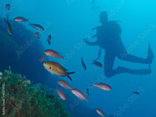 Unterwasserfauna mit Taucherin im Mittelmeer