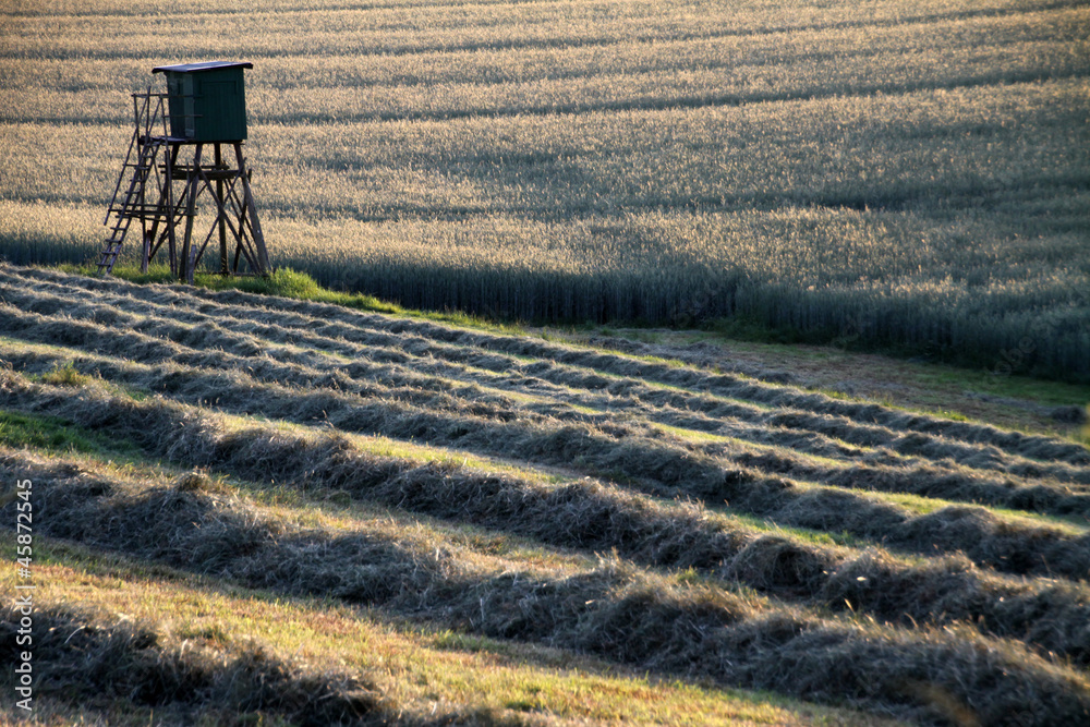 Heuernte StockFoto Adobe Stock