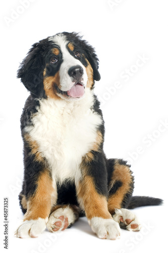 puppy bernese moutain dog