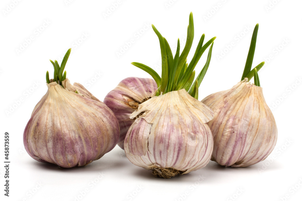 Obraz premium Sprouting garlic isolated on white background