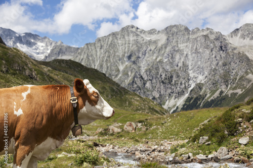 Close-up of brown cow in Austrian/Italian Alps.