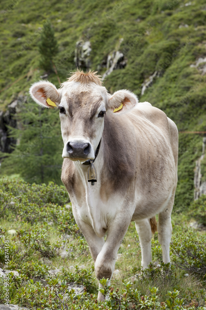 Cow on pasture in alpine mountain area. Cow on pasture in alpine mountain area.