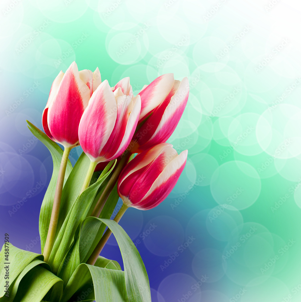 Naklejka premium Tulips. Gift Card.