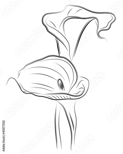 Fotografie, Tablou vector flower calla twin