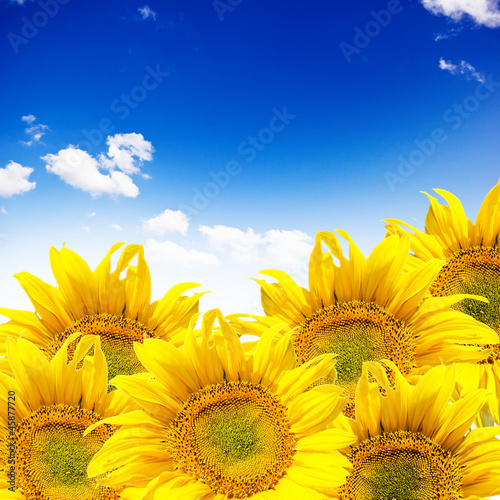 Fototapeta Naklejka Na Ścianę i Meble -  sunflower