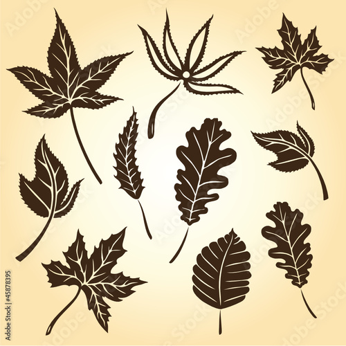Herbst, Blätter, Laub, Braun, Brauntöne