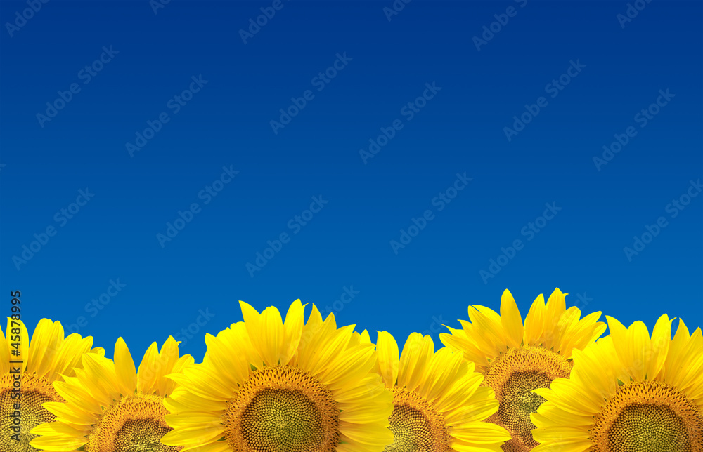 Naklejka premium Sunflowers on blue sky