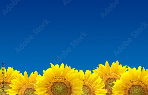 Fototapeta Naklejka Na Ścianę i Meble -  Sunflowers on blue sky